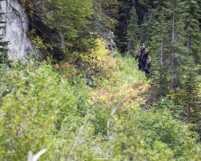 The 3 grizzly bears trying to identify this weird thing (myself)