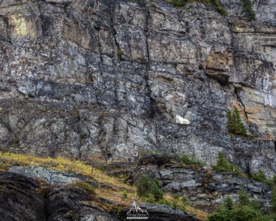 Mountain Goat near Fifty Mountain Campground