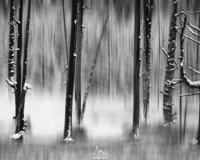 Artistic view of Yellowstone NP