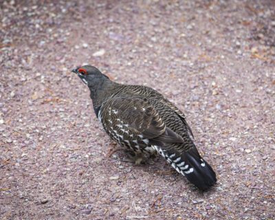 Lagopus muta - Ptarmigan (Lagopède Alpin)
