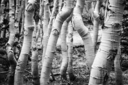 Close-up of aspen trees showcasing their distinctive bark and natural forest environment. Aspen trees with smooth, white bark in a dense forest setting.