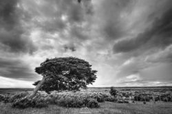Captivating black and white landscape featuring a prominent tree along the coast with stormy clouds overhead. A striking black and white image of a solitary tree near the ocean under dramatic cloudy skies.