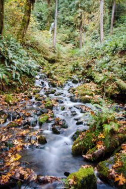 Beautiful woodland scene featuring a tranquil stream flowing through a lush forest with mossy rocks and vibrant foliage. Serene forest stream with flowing water, moss-covered rocks, and lush greenery in a peaceful woodlan.