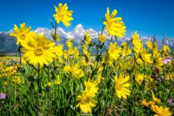 A vibrant field of yellow wildflowers in a mountain landscape with snow-covered peaks in the distance. Bright yellow wildflowers blooming in a mountain meadow with snow-capped peaks behind.