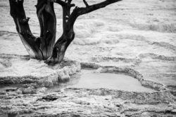 Striking black and white photograph of a solitary desert tree with gnarled branches. Desert tree with twisted branches on dry, cracked ground in black and white.