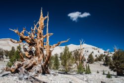 A weathered, ancient bristlecone pine stands amidst a rugged mountain landscape with snow-capped peaks in the background. Old Bristlecone pine tree with twisted branches in Sierra Nevada landscape.