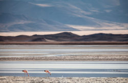 Beautiful salt flats scene featuring flamingos walking along the reflective surface during sunset. Salt flats with flamingos in a tranquil, expansive landscape at sunset.