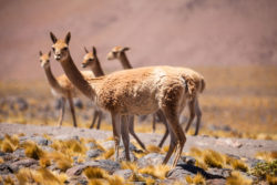 Vicunas in the high Altiplano of the Andes, between Chile and Argentina Llamas in a scenic outdoor setting, captured by Olivier Steiner Photography.