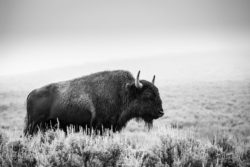 A black and white wildlife photo of a bison standing in a grassy field, showcasing nature's majestic creatures. Bison grazing in a vast open field, captured in black and white for a timeless wildlife photograph.