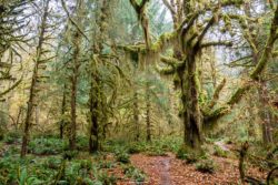A serene forest scene featuring towering moss-covered trees and a peaceful dirt path, ideal for nature photography. Ancient moss-covered trees in a lush forest with a dirt trail, showcasing natural beauty and tranqui.