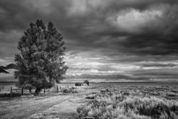 A tranquil rural scene captured in black and white, showcasing a solitary tree, a fence, and a distant barn under a moody sky. Beautiful black and white landscape featuring a large tree, open fields, and dramatic stormy clouds.