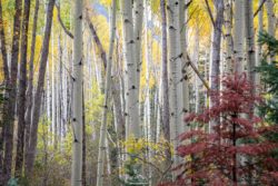Scenic autumn landscape featuring tall birch trees with colorful foliage in a peaceful forest setting. Birch trees with yellow and red leaves in a forest scene.