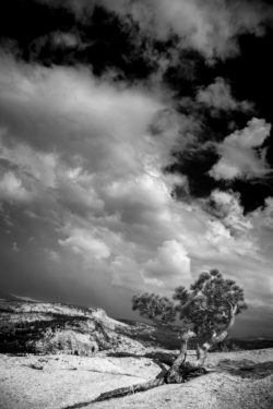 A black and white photograph of a solitary tree in a desert, emphasizing natural beauty and landscape photography. Sunlit tree in a vast desert landscape with dramatic clouds overhead.