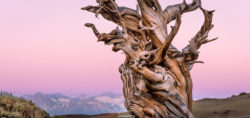 A striking image of a twisted, ancient tree set in a mountain landscape during sunset. Gnarled, weathered tree against a pink sunset sky with distant mountains.